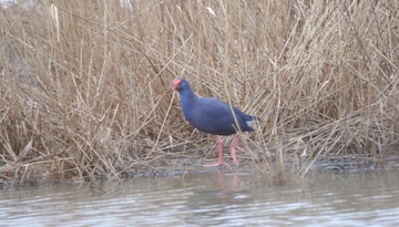 échanges avec le président de la LPO Occitanie